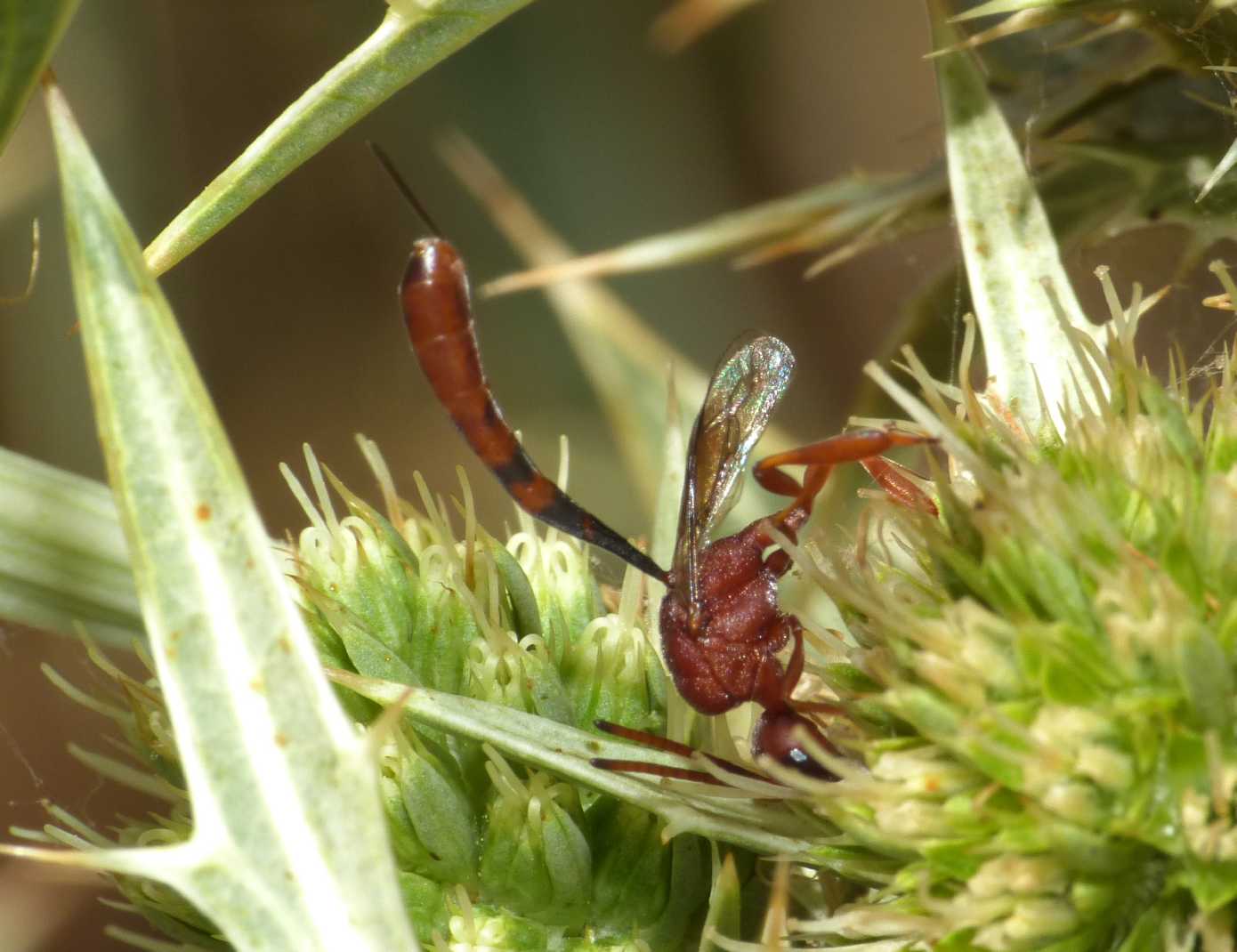 Gasteruption hastator  (Gasteruptiidae)